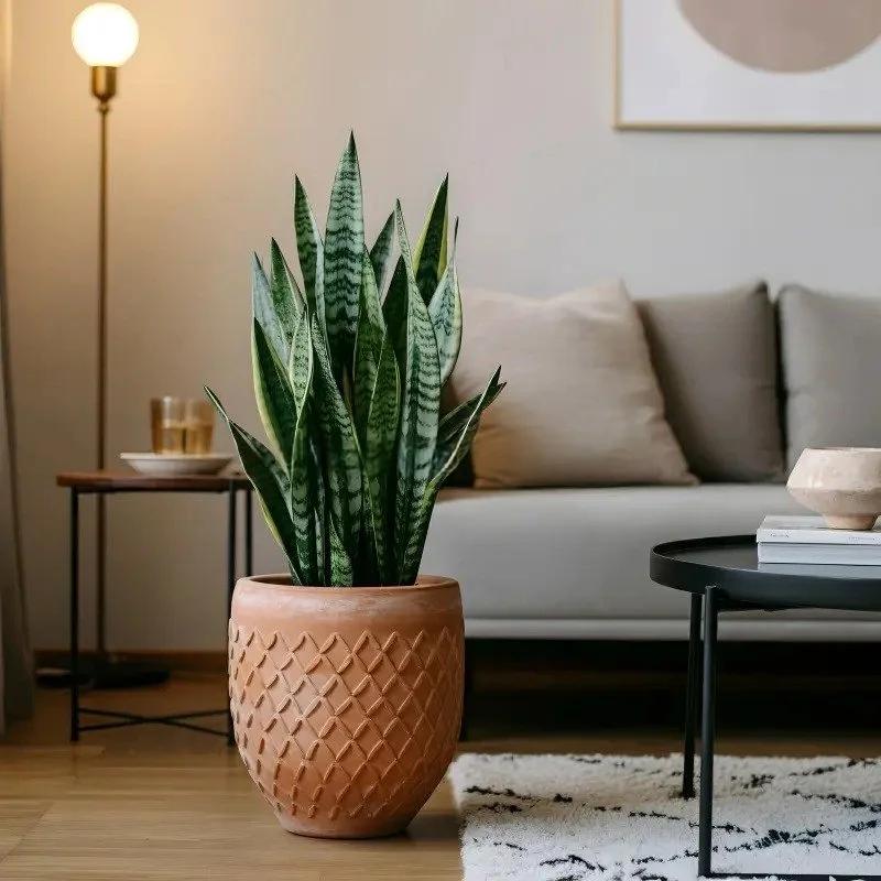 Best Low-Light Indoor Plants for Australian Homes