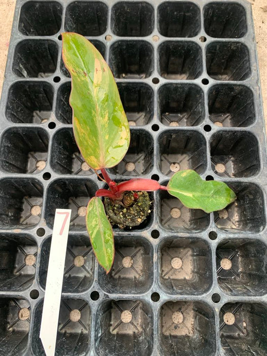 Philodendron Strawberry shake 7