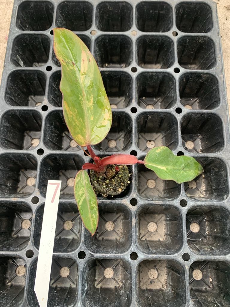Philodendron Strawberry Shake