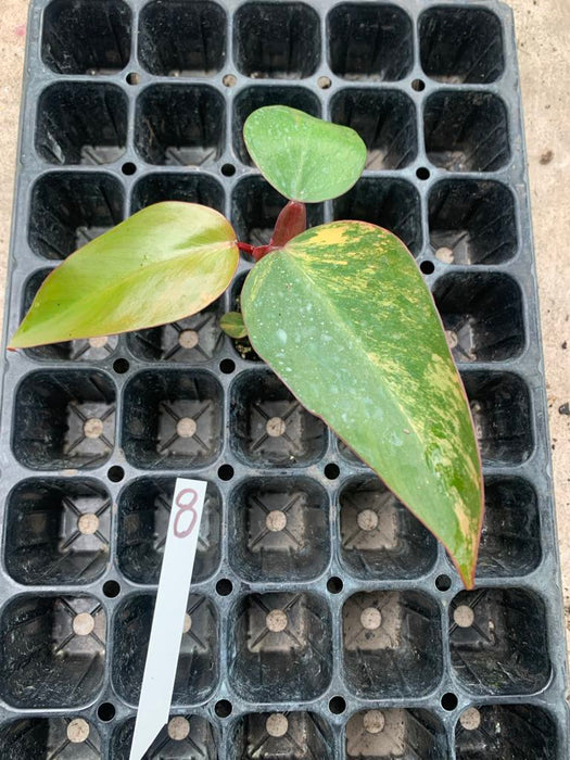 Philodendron Strawberry shake 8