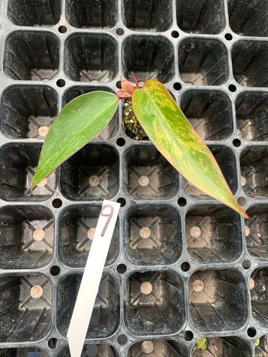 Philodendron Strawberry shake 9