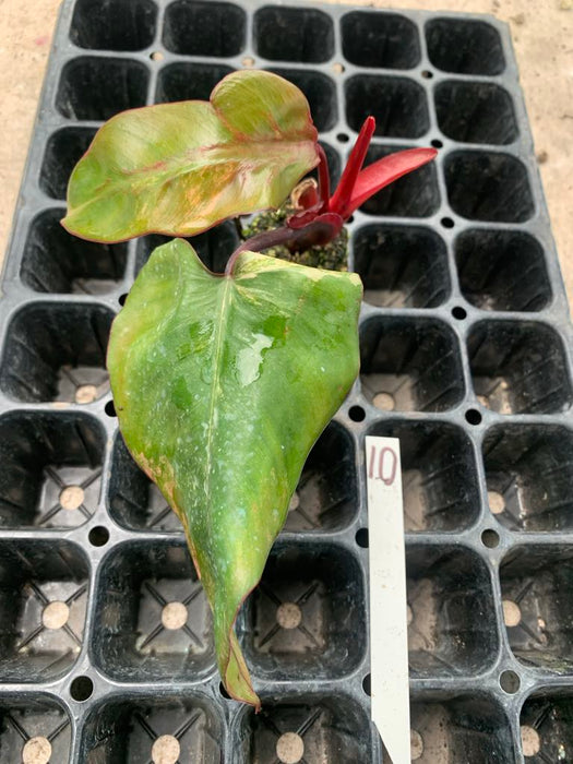 Philodendron Strawberry shake 10