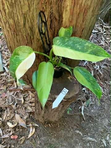 Philodendron Jose Buono Multi-listing