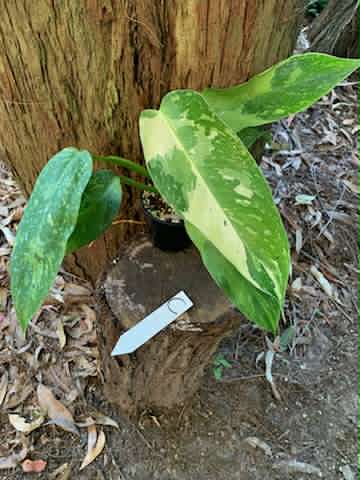 Philodendron Jose Buono Multi-listing