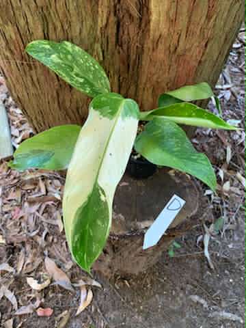 Philodendron Jose Buono Multi-listing