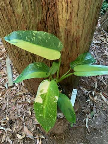 Philodendron Jose Buono Multi-listing