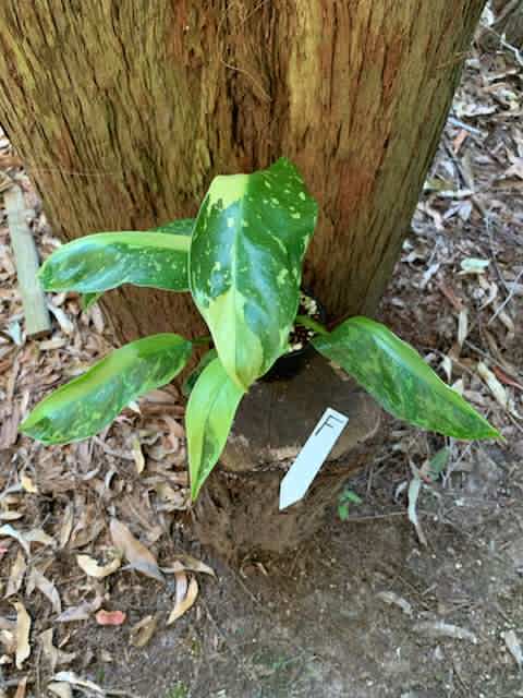 Philodendron Jose Buono Multi-listing