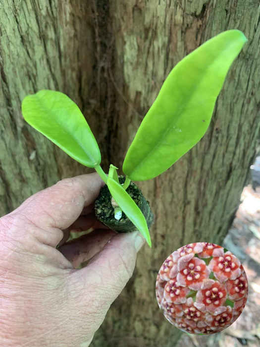 Hoya Treubiana
