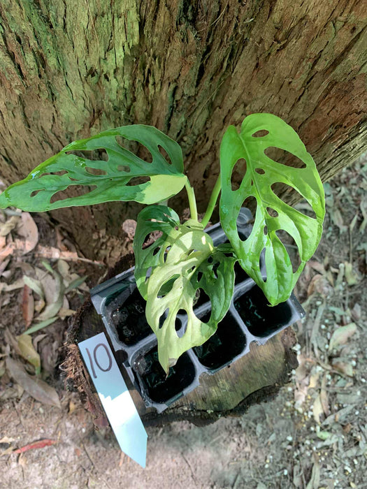 Monstera Adansonii Albo Multi Plant Listing