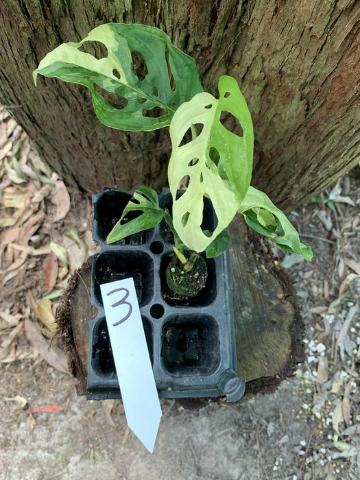 Monstera Adansonii Albo Multi Plant Listing