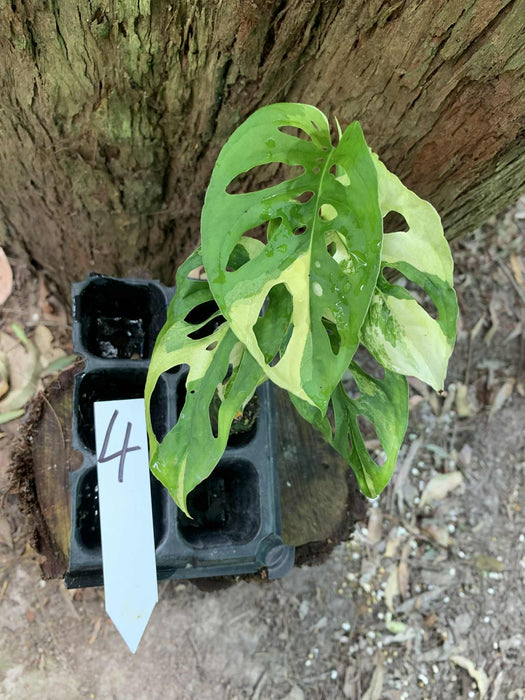 Monstera Adansonii Albo Multi Plant Listing