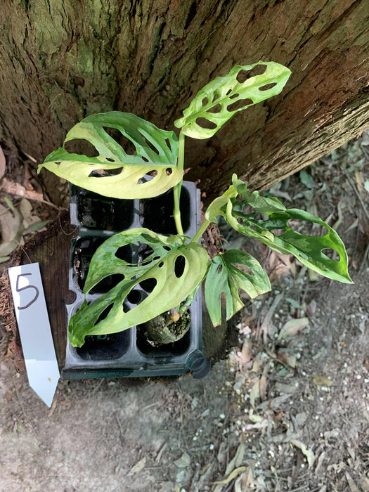 Monstera Adansonii Albo Multi Plant Listing