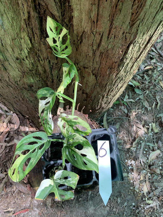 Monstera Adansonii Albo Multi Plant Listing