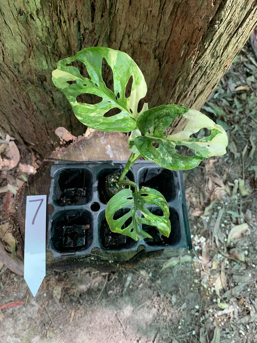 Monstera Adansonii Albo Multi Plant Listing