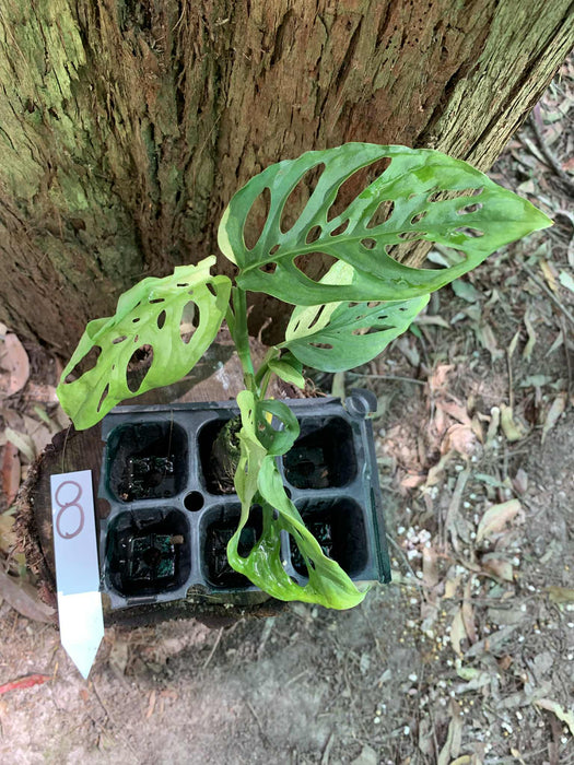 Monstera Adansonii Albo Multi Plant Listing
