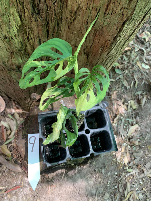Monstera Adansonii Albo Multi Plant Listing
