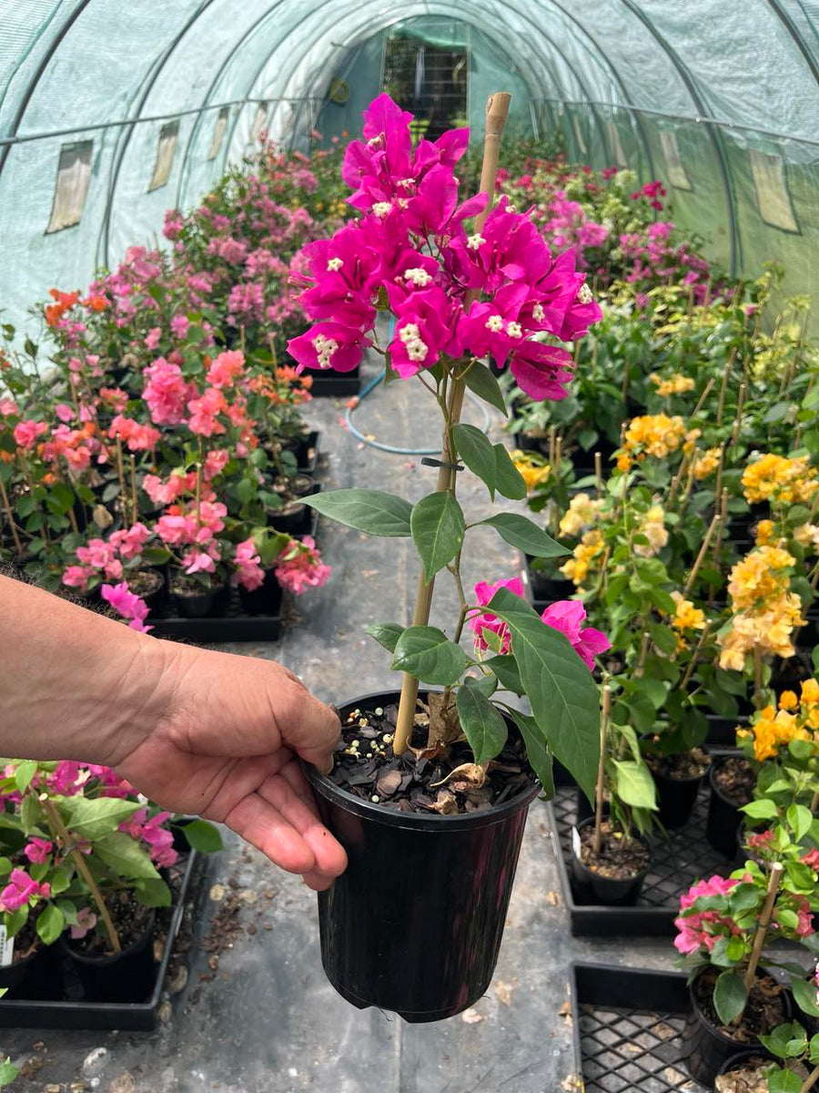 Bougainvillea Vera Deep Purple — Nursery 2 U