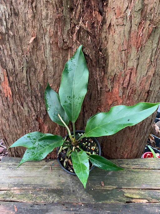 anthurium wave of love 