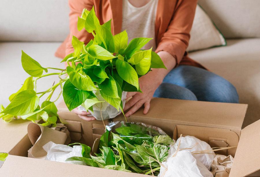 What to Do When Your Plant Arrives