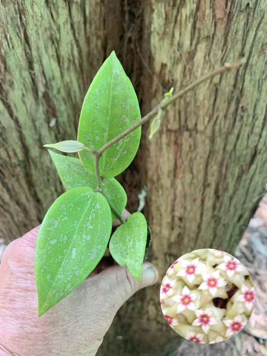 Hoya Wibergiae