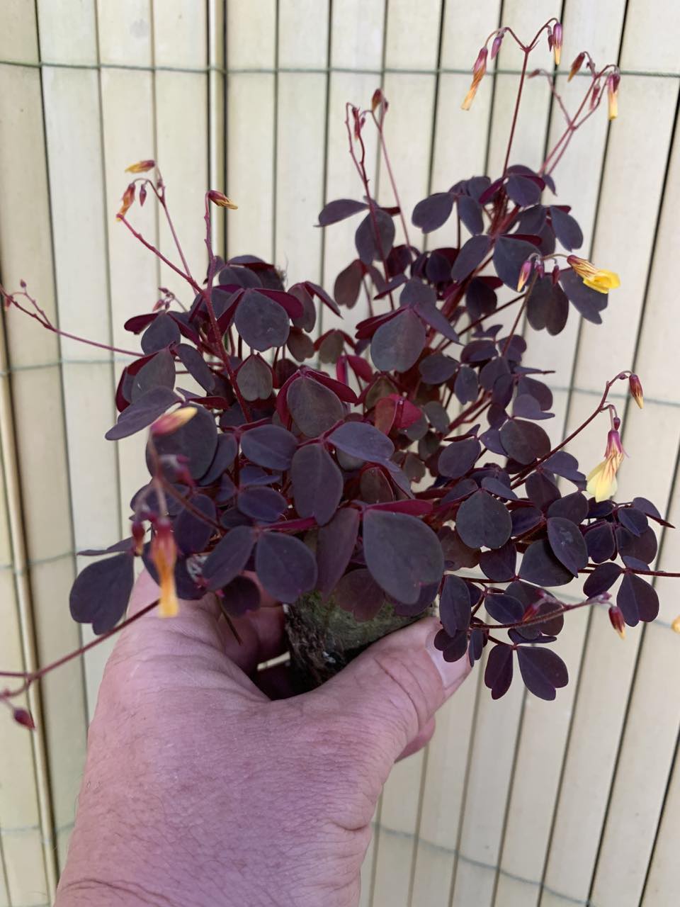 Purple, Red and Black Plants