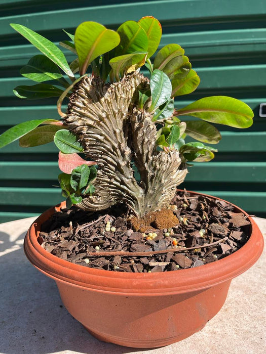 Euphorbia Milli Crested