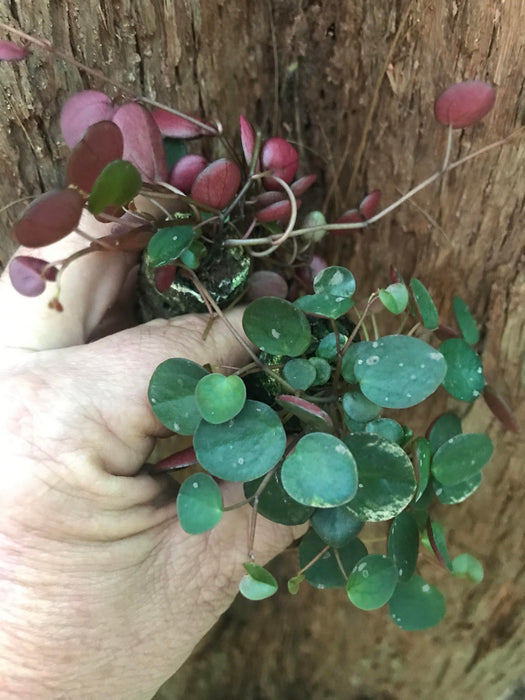 peperomia ruby cascade