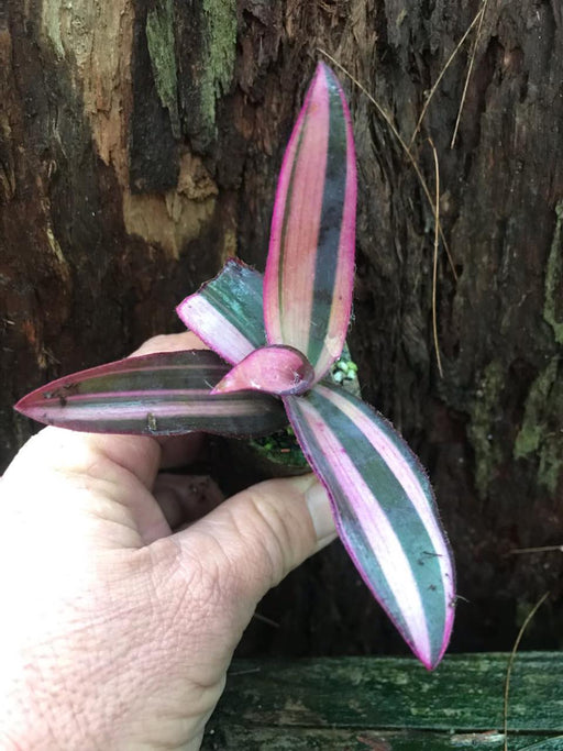 Tradescantia Pallida Purple heart variegated