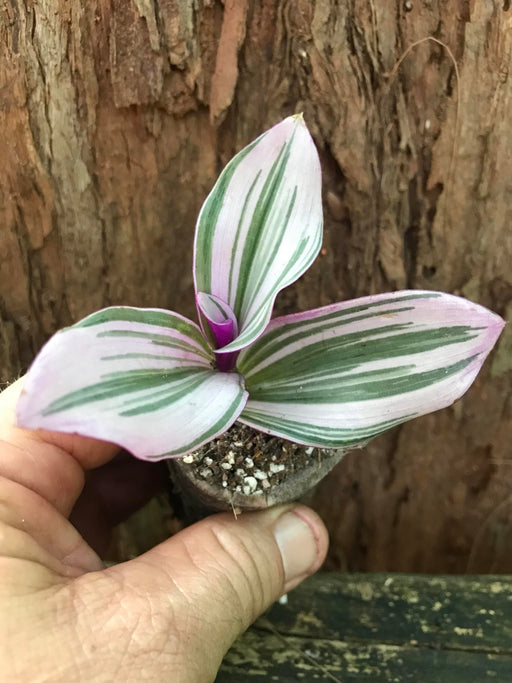 Tradescantia Bubble gum Lilac nanouk