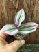 Tradescantia Bubble gum Lilac nanouk