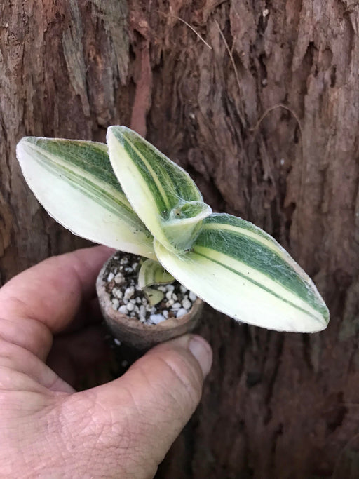 Tradescantia Sillamontana Variegated