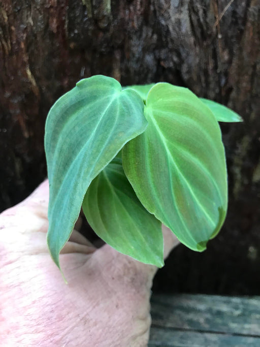 philodendron splendid