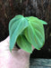 philodendron splendid