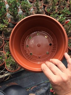Plastic Bowl / Pot Adenium Desert Roses in 3 Sizes