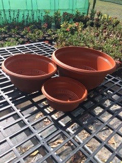 Plastic Bowl / Pot Adenium Desert Roses in 3 Sizes