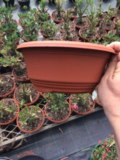 Plastic Bowl / Pot Adenium Desert Roses in 3 Sizes