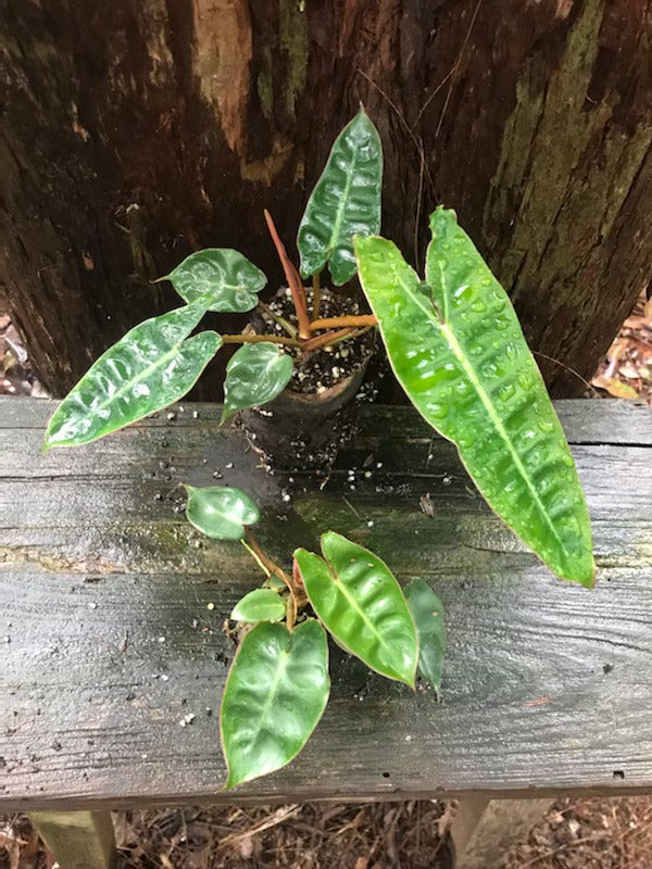 philodendron billietiae australia CLEARANCE Philodendron Billietiae — Nursery 2 U