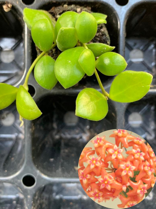 hoya bilobata