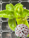 hoya krinkle