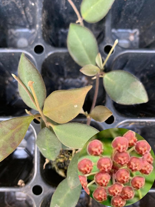 hoya burtoniae