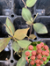 hoya burtoniae