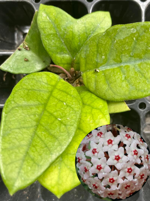 hoya fungii