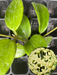 hoya merrillii
