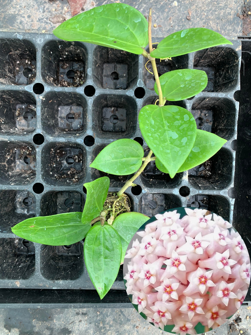 hoya latifolia