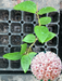hoya latifolia