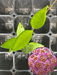 hoya david cummingii