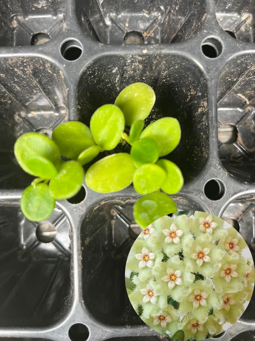 Insync Serpens Bici Ibrida Uomo 18 Velocità - Acciaio, Ruote 700c, Freni A V, Arancione - Foto 10