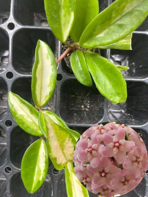 hoya carnosa variegata