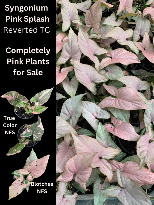 Syngonium Reverted USA Pink Splash (All Pink)