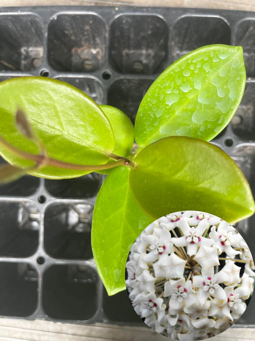 hoya australis